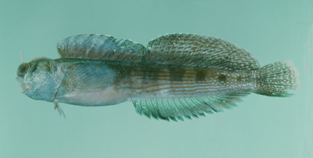 Blenniella bilitonensis