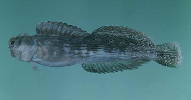 Blenniella bilitonensis