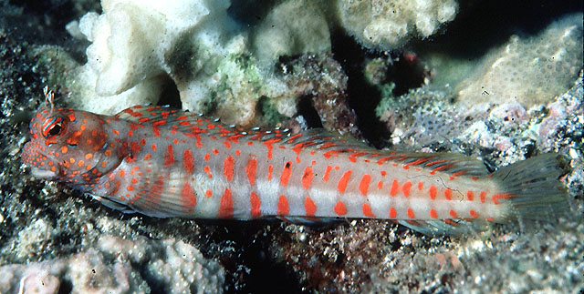 Blenniella chrysospilos