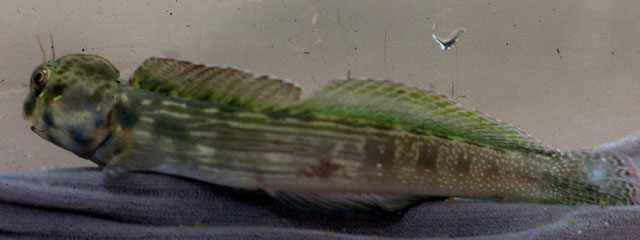 Blenniella cyanostigma