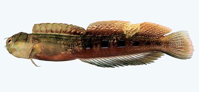 Blenniella interrupta