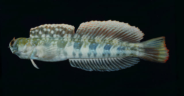 Blenniella paula