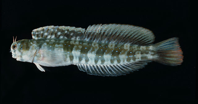 Blenniella paula