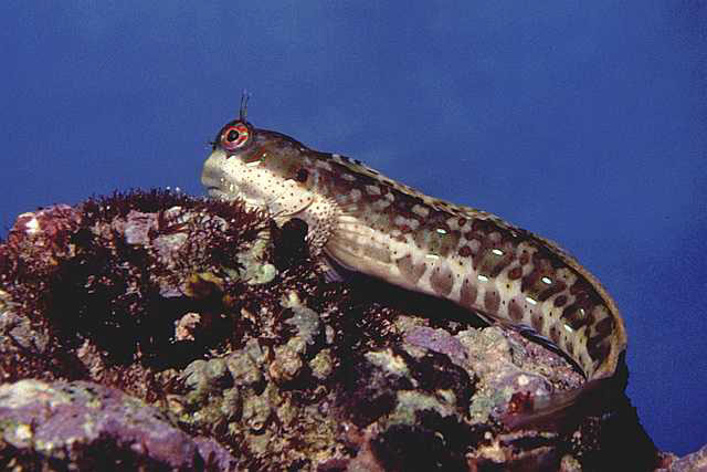 Blenniella periophthalmus