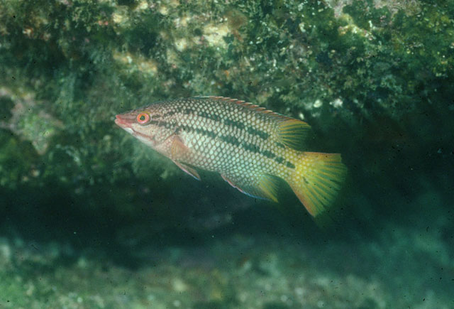 Bodianus diplotaenia