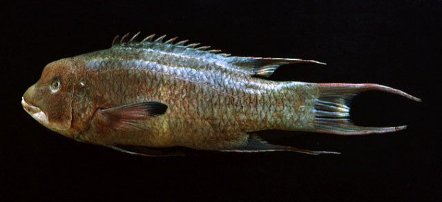 Bodianus diplotaenia