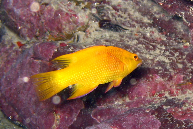 Bodianus insularis