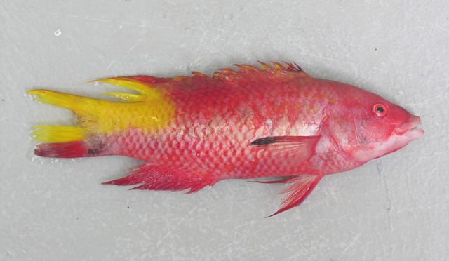 Bodianus insularis