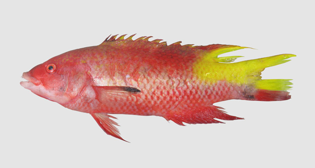 Bodianus insularis