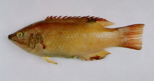 Bodianus neilli