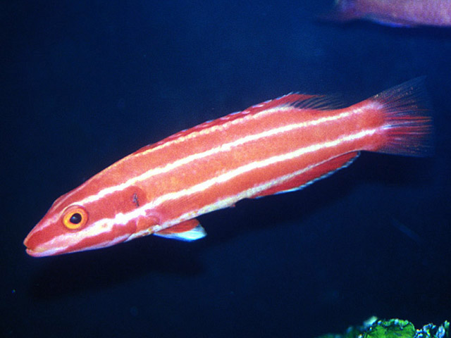 Bodianus neopercularis