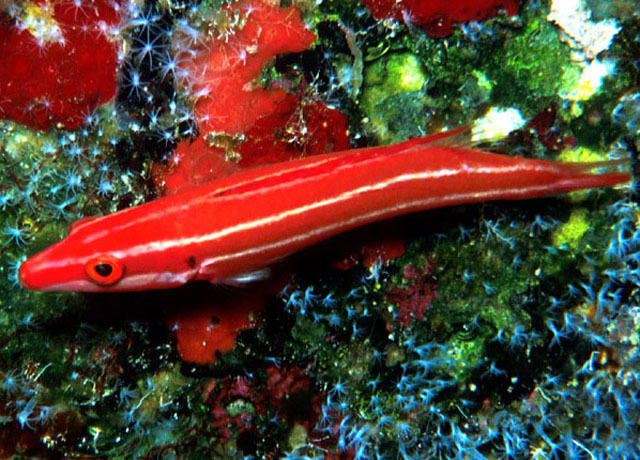 Bodianus neopercularis