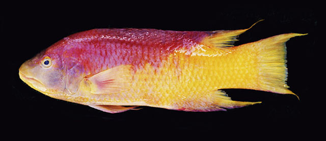 Bodianus rufus