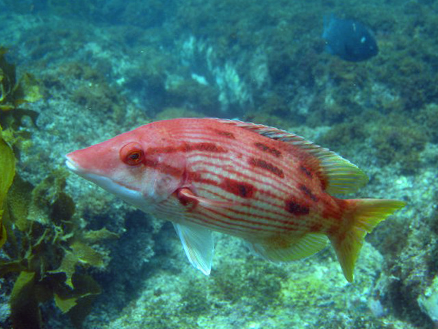 Bodianus unimaculatus