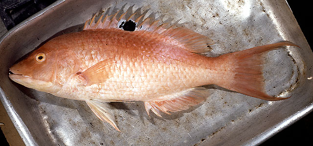 Bodianus vulpinus