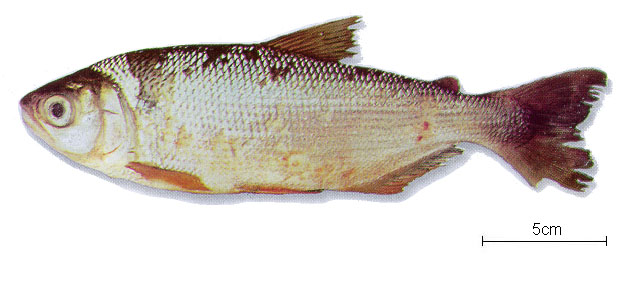 Brycon cephalus