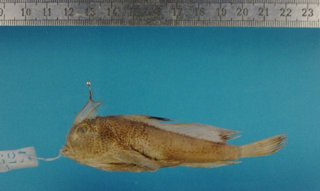 Brachionichthys hirsutus