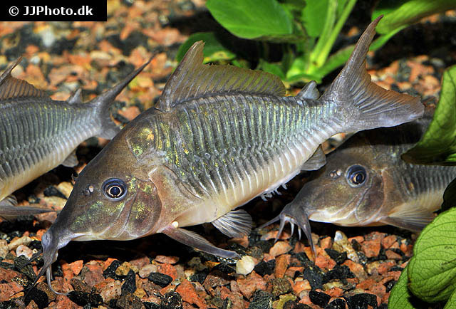 Corydoras multiradiatus