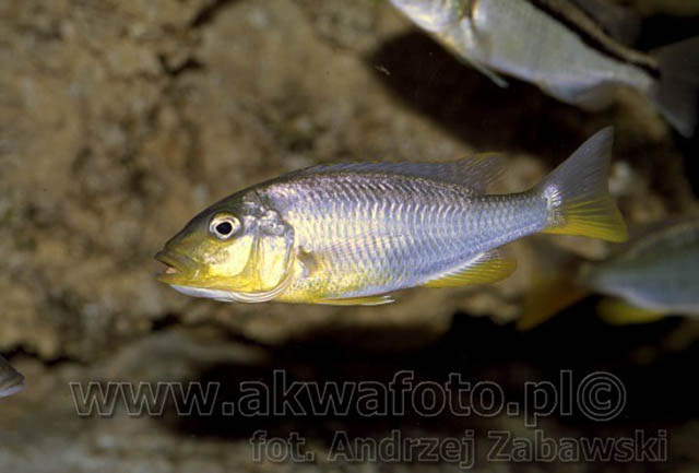 Buccochromis rhoadesii