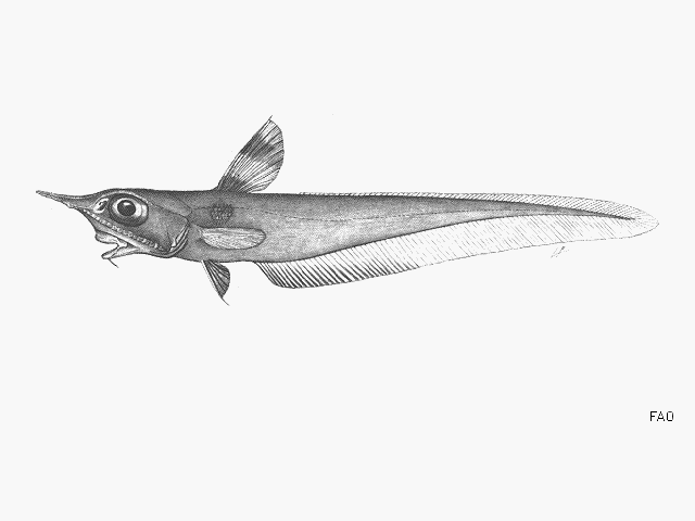 Coelorinchus argus