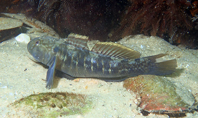 Caffrogobius caffer