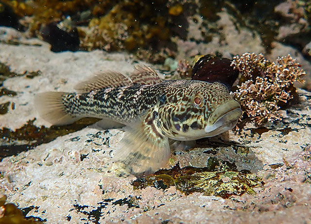 Caffrogobius caffer