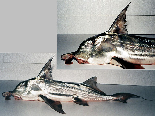 Callorhinchus callorynchus