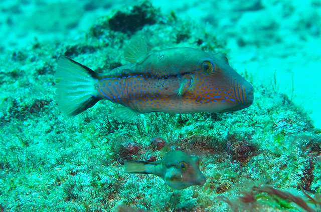 Canthigaster capistrata