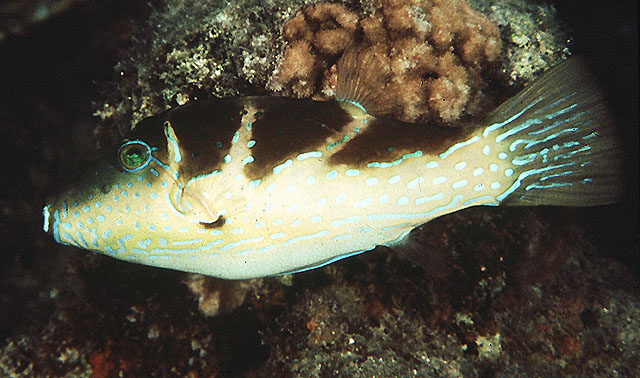 Canthigaster cyanospilota