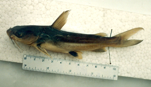 Cathorops dasycephalus