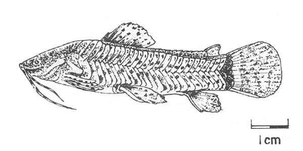 Callichthys fabricioi