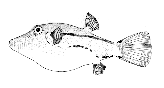 Canthigaster figueiredoi