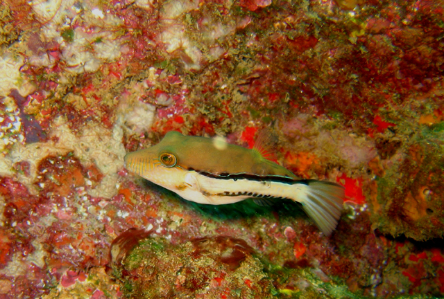 Canthigaster figueiredoi