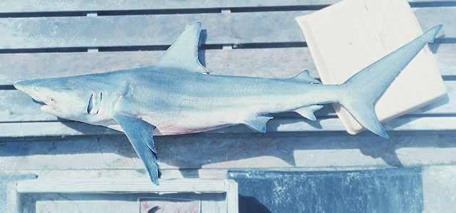 Carcharhinus limbatus