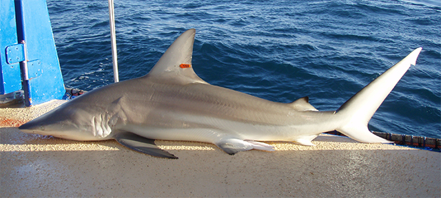 Carcharhinus limbatus