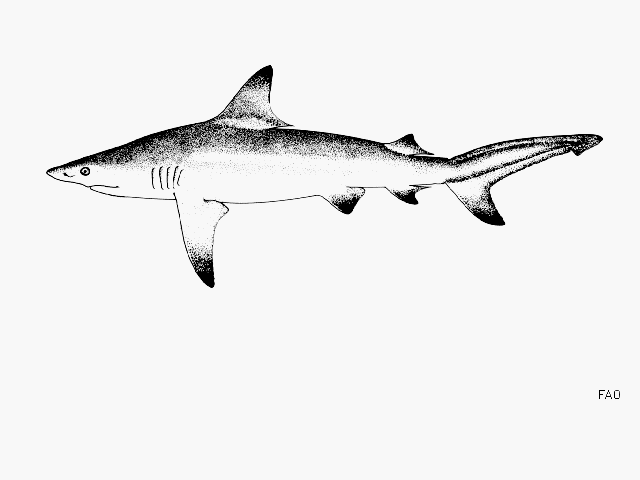 Carcharhinus limbatus