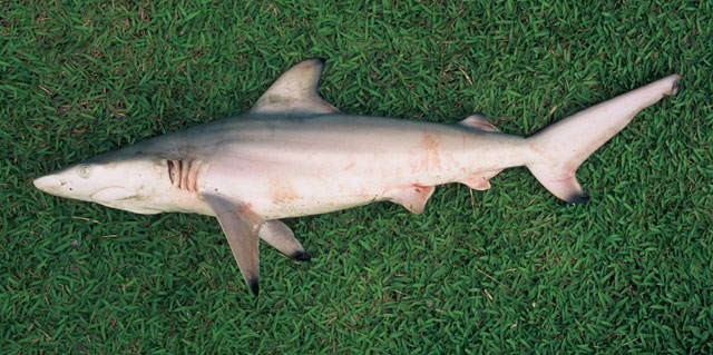 Carcharhinus limbatus