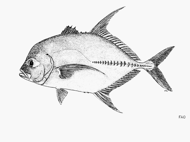 Caranx lugubris