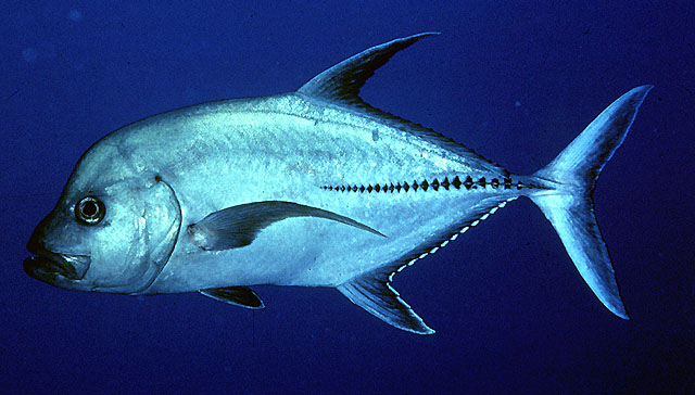 Caranx lugubris