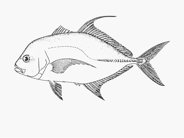 Caranx lugubris