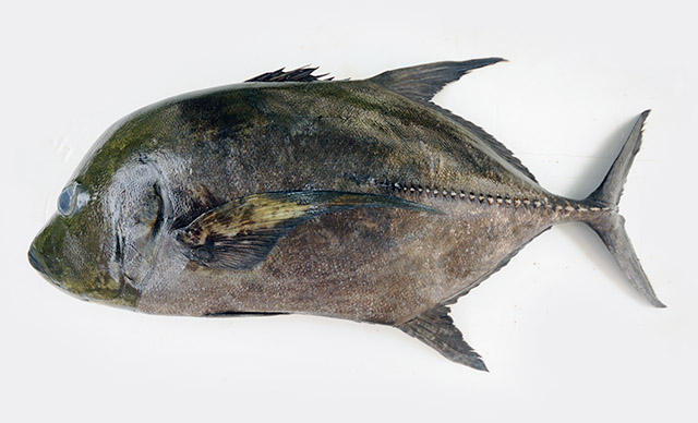 Caranx lugubris