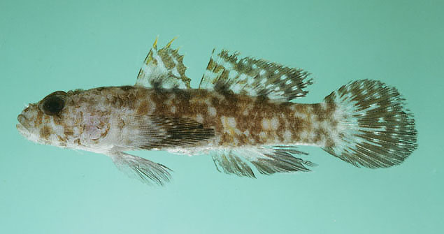 Callogobius maculipinnis