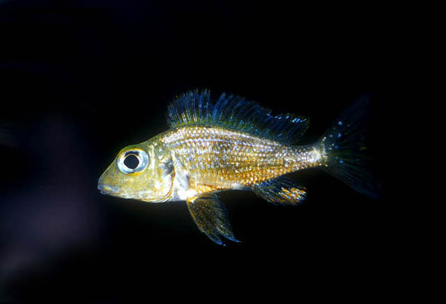 Callochromis macrops