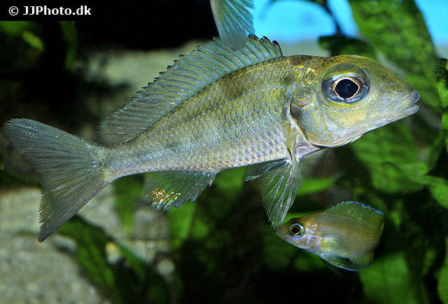 Callochromis macrops