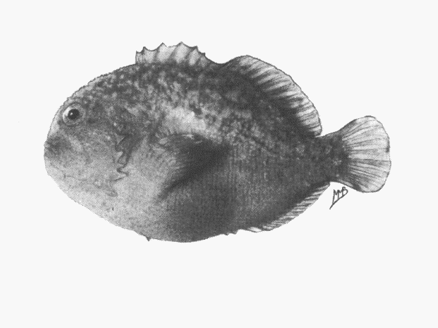 Caracanthus madagascariensis