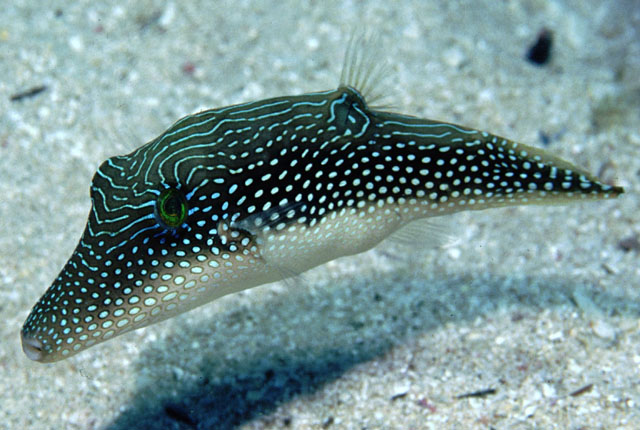 Canthigaster margaritata