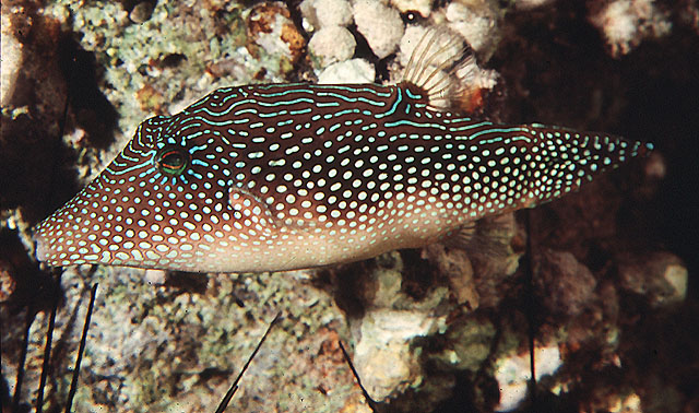 Canthigaster margaritata