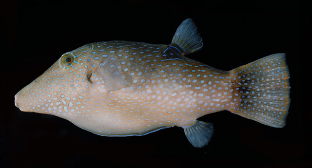 Canthigaster margaritata