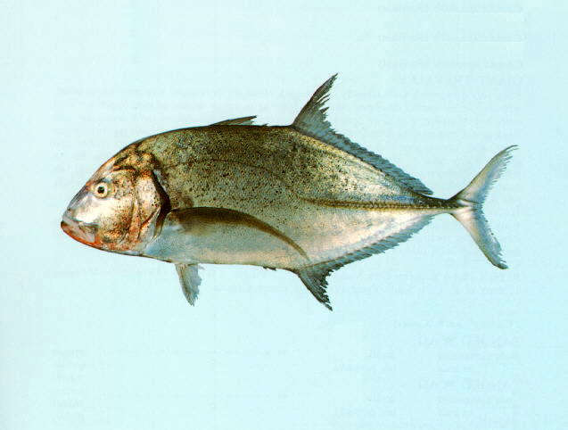 Caranx melampygus