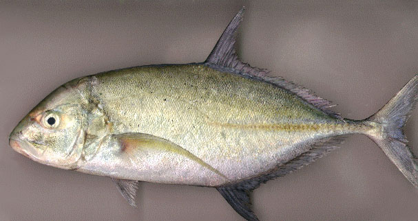 Caranx melampygus